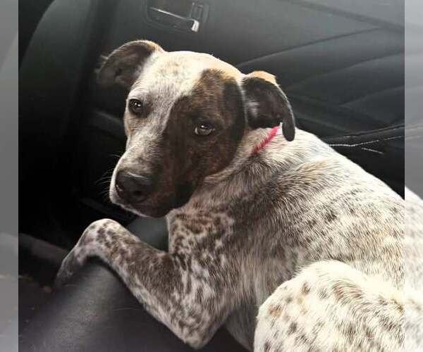 Medium Photo #4 Mutt Puppy For Sale in Shelburne, VT, USA