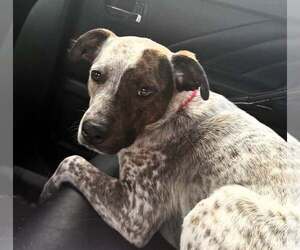 Ziggy - Male Mutt Dog for Adoption - Photo #4