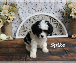 Cavapoo Puppy for sale in CHANUTE, KS, USA