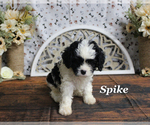 Small Cavapoo