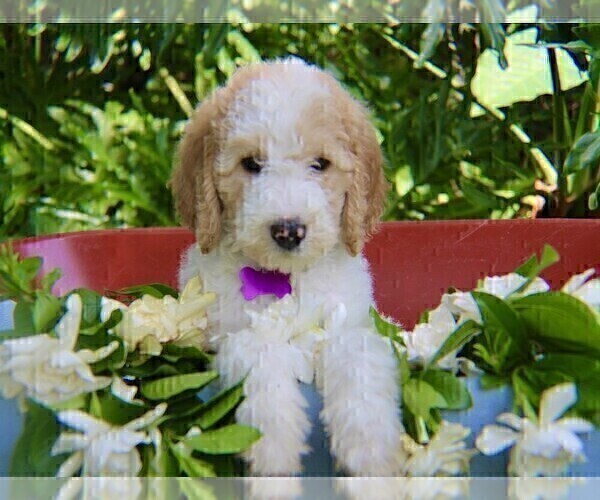 Medium Photo #2 Goldendoodle Puppy For Sale in BRANDON, FL, USA
