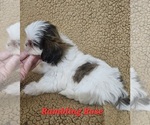 Small #3 Shih Tzu