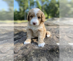 Puppy White Girl Miniature Bernedoodle