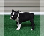 Small Photo #11 Boston Terrier Puppy For Sale in MACON, GA, USA