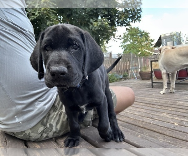 Medium Photo #2 German Shorthaired Lab Puppy For Sale in TACOMA, WA, USA