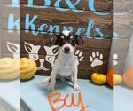 Small Photo #1 Fox Terrier (Toy) Puppy For Sale in CLARE, IL, USA