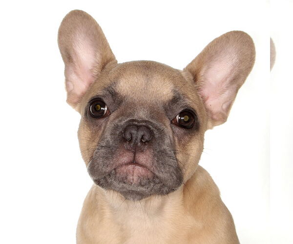 Medium Photo #1 French Bulldog Puppy For Sale in Oakland Park, FL, USA