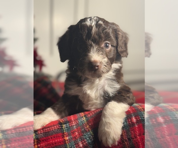 Medium Photo #29 Aussiedoodle Miniature  Puppy For Sale in MENIFEE, CA, USA