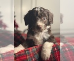 Small #4 Aussiedoodle Miniature 