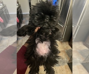 Shih Tzu Puppy for sale in KILLEEN, TX, USA