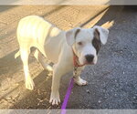 Small #3 American Pit Bull Terrier-American Staffordshire Terrier Mix