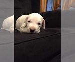 Small Photo #5 Dogo Argentino Puppy For Sale in CANON CITY, CO, USA