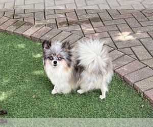 Mother of the Pomeranian puppies born on 05/12/2026