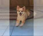 Small #1 Pomeranian