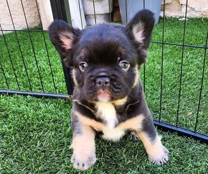 French Bulldog Puppy for sale in LAS VEGAS, NV, USA