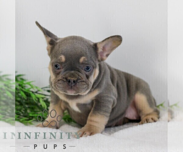 Medium Photo #3 French Bulldog Puppy For Sale in EPHRATA, PA, USA