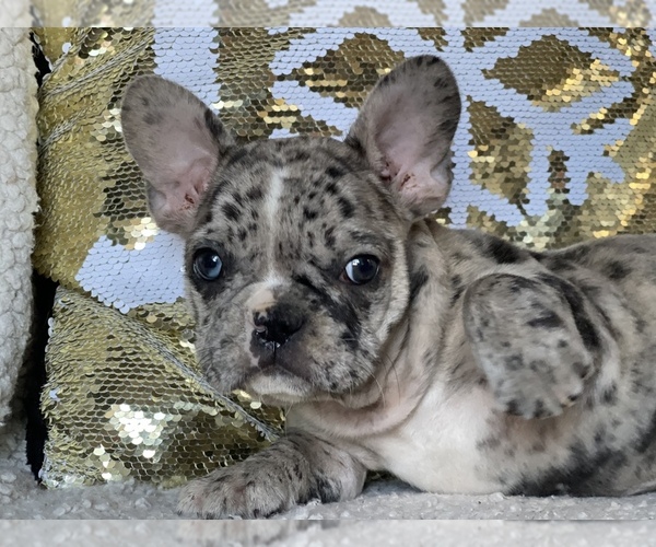 Medium Photo #7 French Bulldog Puppy For Sale in HAMDEN, CT, USA