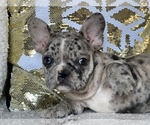 Small Photo #7 French Bulldog Puppy For Sale in HAMDEN, CT, USA