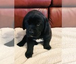 Small Photo #2 Labrador Retriever-Saint Bernard Mix Puppy For Sale in UVALDE, TX, USA