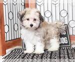 Small Photo #3 Havanese Puppy For Sale in NAPLES, FL, USA