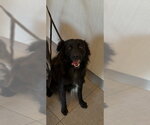UNKNOWN - Male Border-Aussie Dog for Adoption - Small photo