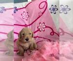 Small Photo #7 Poodle (Standard) Puppy For Sale in TAMPA, FL, USA