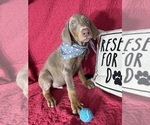 Small #2 Doberman Pinscher