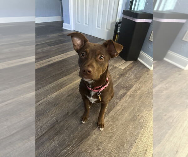 Medium Photo #1 Labrador Retriever-Unknown Mix Puppy For Sale in Brewster, NY, USA