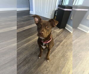 Labrador Retriever-Unknown Mix Dogs for adoption in Brewster, NY, USA