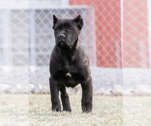 Cane Corso Puppy for sale in CABLE, OH, USA