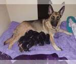Small Photo #5 German Shepherd Dog Puppy For Sale in KANSAS CITY, MO, USA