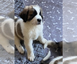Saint Bernard Litter for sale in ELIZABETH CITY, NC, USA