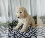 Small #3 Goldendoodle