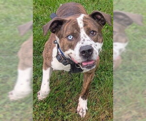 Mutt Dogs for adoption in Akron, OH, USA