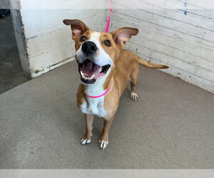 Labrador Retriever-Unknown Mix Dogs for adoption in San Bernardino, CA, USA