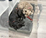 Small Photo #35 American Staffordshire Terrier-Unknown Mix Puppy For Sale in Brewster, NY, USA