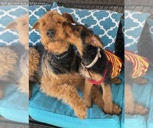 Airedale Terrier Puppy for Sale in MATTHEWS, North Carolina USA