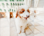 Small Photo #1 Goldendoodle Puppy For Sale in CANTON, GA, USA