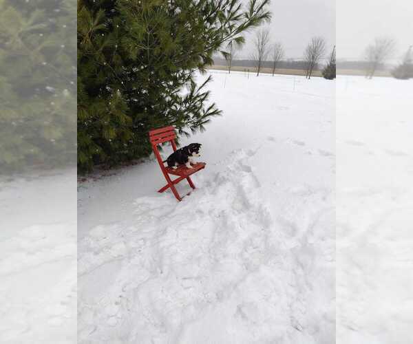 Medium Photo #8 Siberian Husky Puppy For Sale in AUBURN, NY, USA