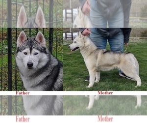 Siberian Husky Puppy for sale in HEPPNER, OR, USA