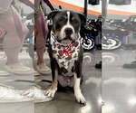 Small #1 American Pit Bull Terrier Mix