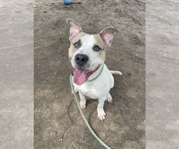 Medium Photo #2 American Pit Bull Terrier-Unknown Mix Puppy For Sale in Crete, IL, USA