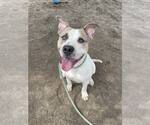 Small #1 American Pit Bull Terrier Mix