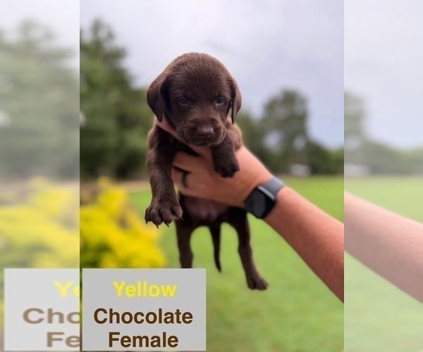 Medium Photo #10 Labrador Retriever Puppy For Sale in EASTMAN, GA, USA