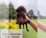 Small #9 Labrador Retriever