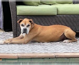 Boxer Dogs for adoption in Spring, TX, USA