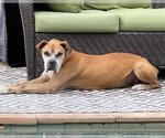 Small Photo #1 Boxer Puppy For Sale in Spring, TX, USA