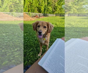 Golden Retriever Dogs for adoption in New Orleans, LA, USA