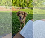 Small Golden Retriever