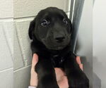 Small #2 Labrador Retriever Mix